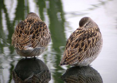 Short-billed Dowitcher  181