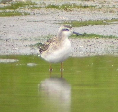 Wilson's Phalarope  184