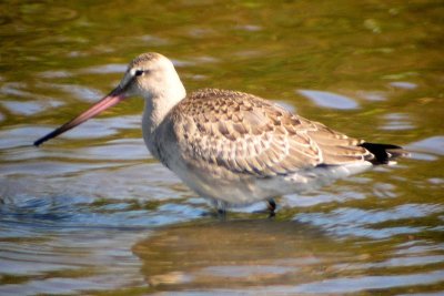 Hudsonian Godwit 159