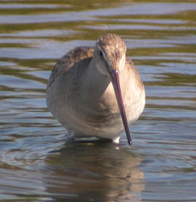 Hudsonian Godwit 159