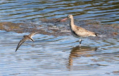 Hudsonian Godwit 159