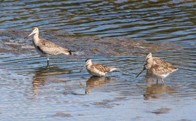 Hudsonian Godwit 159