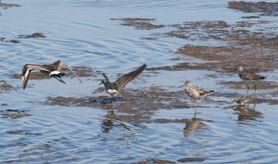Hudsonian Godwit 159