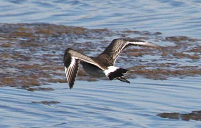 Hudsonian Godwit 159