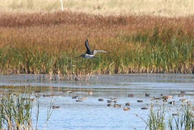 Hudsonian Godwit 159
