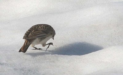 Horned Lark  320