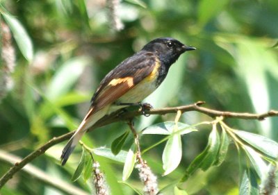 American Redstart  391