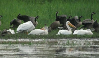 American White Pelican 90