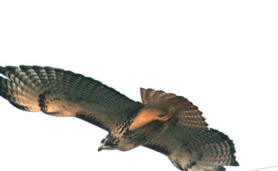 Light Morph Harlan's Red-tailed Hawk  119