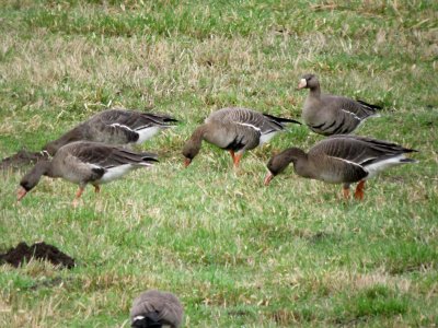 Tule Goose w/ Greater White-fronted Geese  2