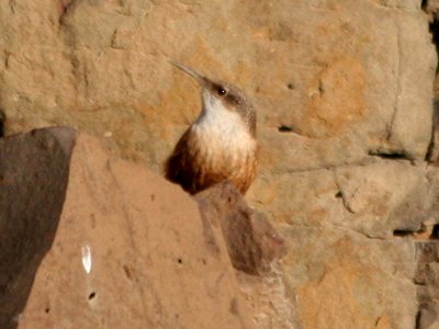 Canyon Wren  338