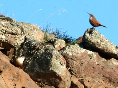 Canyon Wren  pair