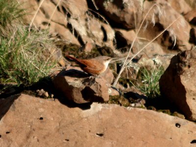 Canyon Wren  338