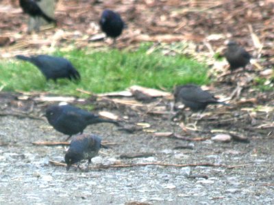 Rusty Blackbird  442