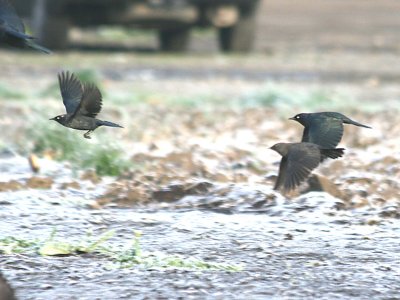 Rusty Blackbird  442