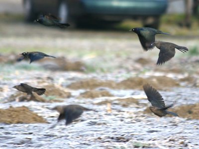 Rusty Blackbird  442