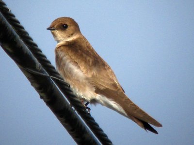 Northern Rough-winged Swallow  324