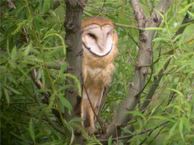 Barn Owl 242
