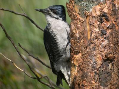 Black-backed Woodpecker 279