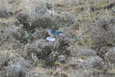 Mountain Bluebird 348