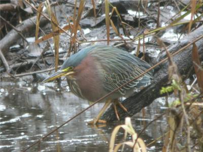 Green Heron 103
