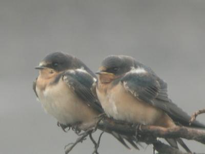 Barn Swallows 327