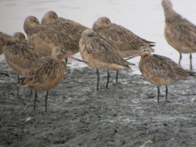 Bar-tailed Godwit 160 with Marbled Godwits 161