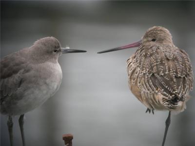 Willet 150 & Marbled Godwit 161