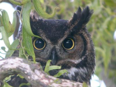 Great Horned Owl 245