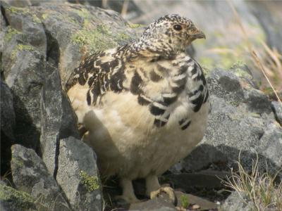 White-tailed Ptarmigan 53