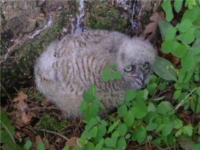 Great Horned Owl 245