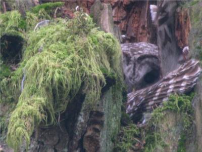 Barred Owl on nest 251