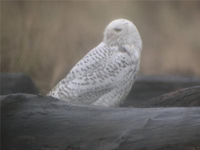 Snowy Owl 246