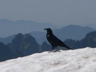 Common Raven 318
