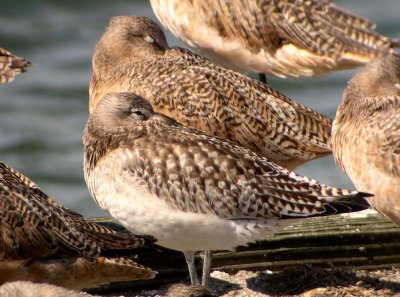Bar-tailed Godwit 160