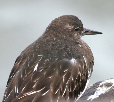Black Turnstone 163