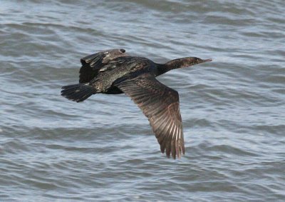 Pelagic Cormorant 95