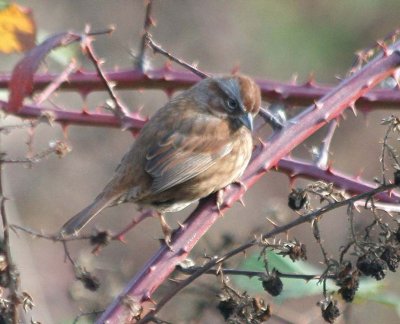 Song Sparrow   419