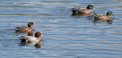 Eurasian and American Wigeon pairs 