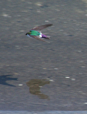 Violet-green Swallow  323