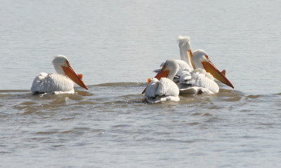 American White Pelicans 90