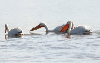 American White Pelicans 90