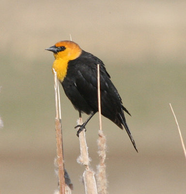 Yellow-headed Blackbird  441