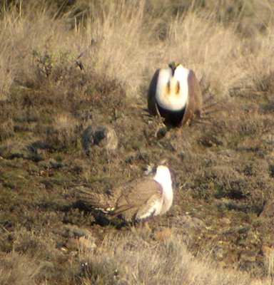 Greater Sage-Grouse  51