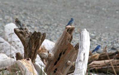 Mountain Bluebird  348