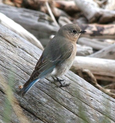 Mountain Bluebird  348