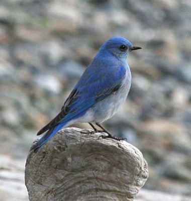 Mountain Bluebird  348