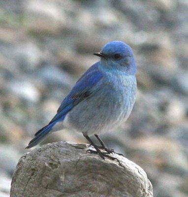 Mountain Bluebird  348