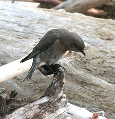 Mountain Bluebird  348