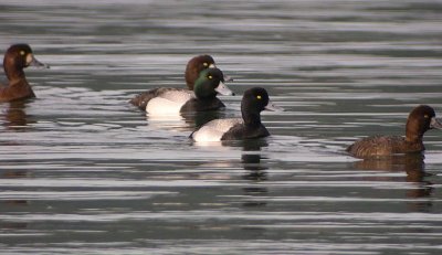 Greater Scaup (29) & Lesser Scaup (30)